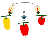 diagram of hybrid pollination