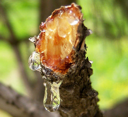 Sap from a pine tree